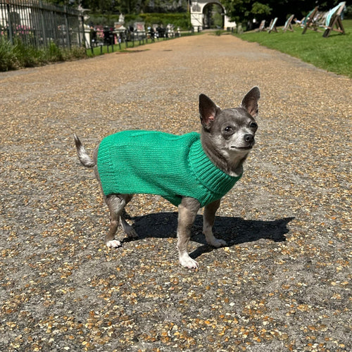 Dog model showcasing the Verdant Charm Cashmere Sweater with a lush green hue.
