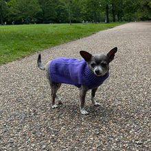 Load image into Gallery viewer, Dog model elegantly wearing the Ultra Violet Luxe Cashmere Sweater in a rich purple shade.
