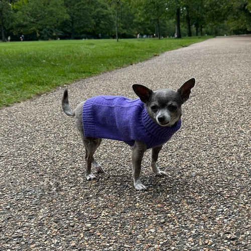 Dog model elegantly wearing the Ultra Violet Luxe Cashmere Sweater in a rich purple shade.