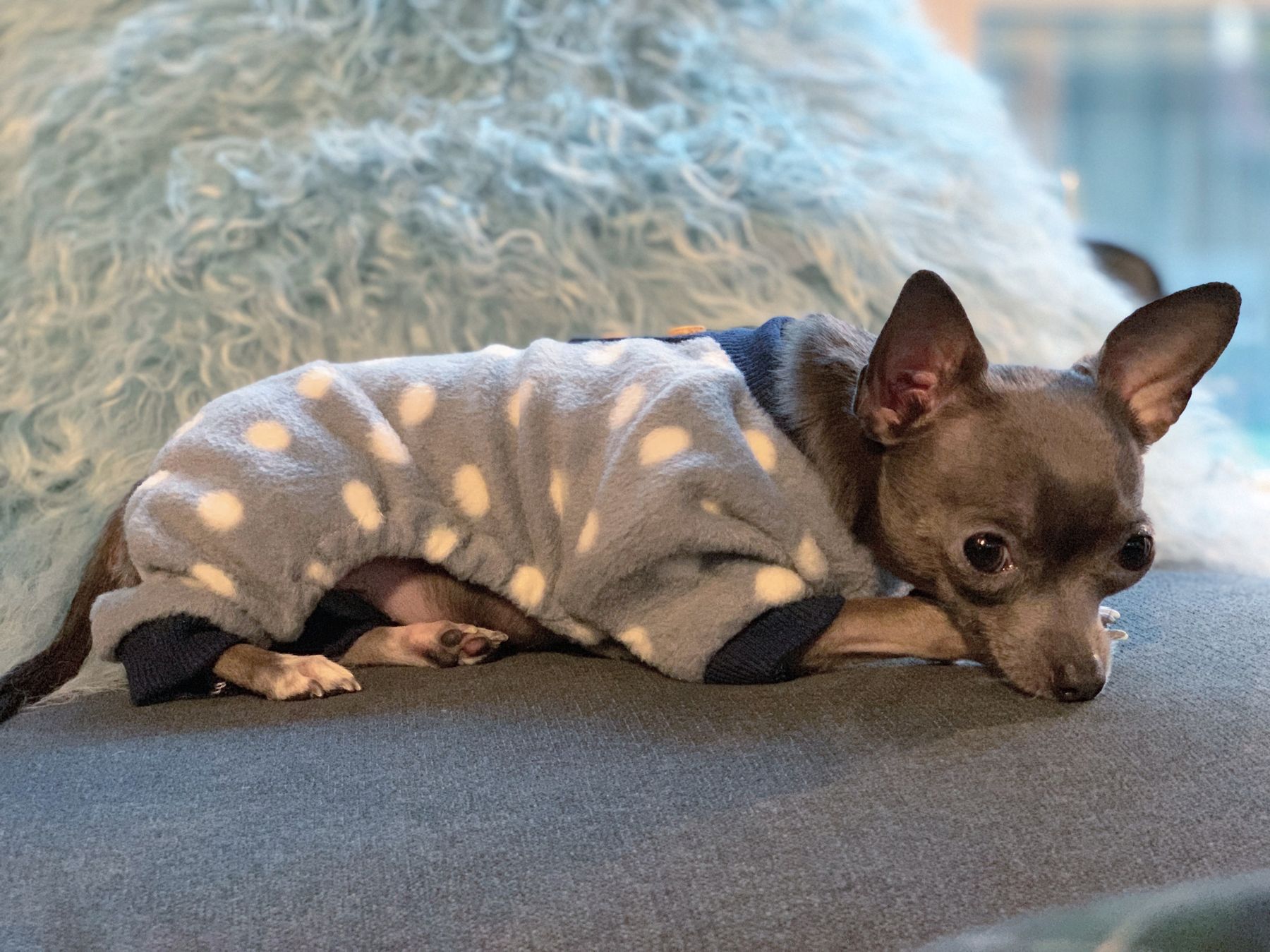 Lil Suka the Chihuahua
