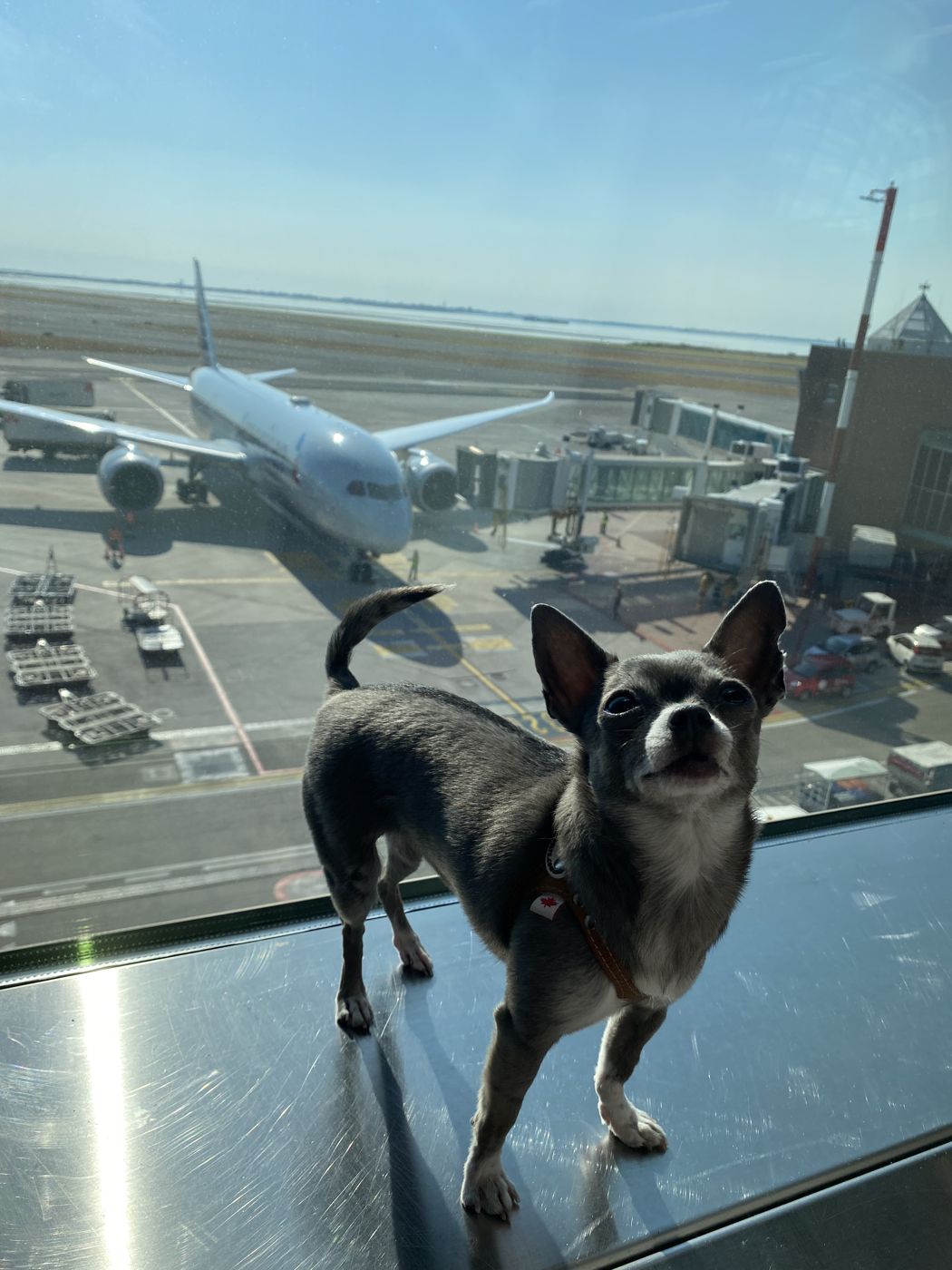 Lil Suka the Chihuahua