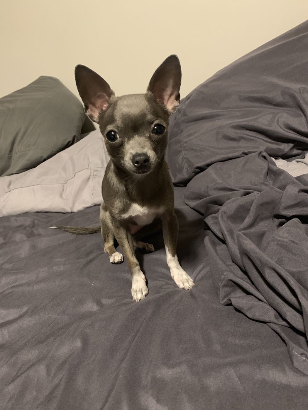 Lil Suka the Chihuahua
