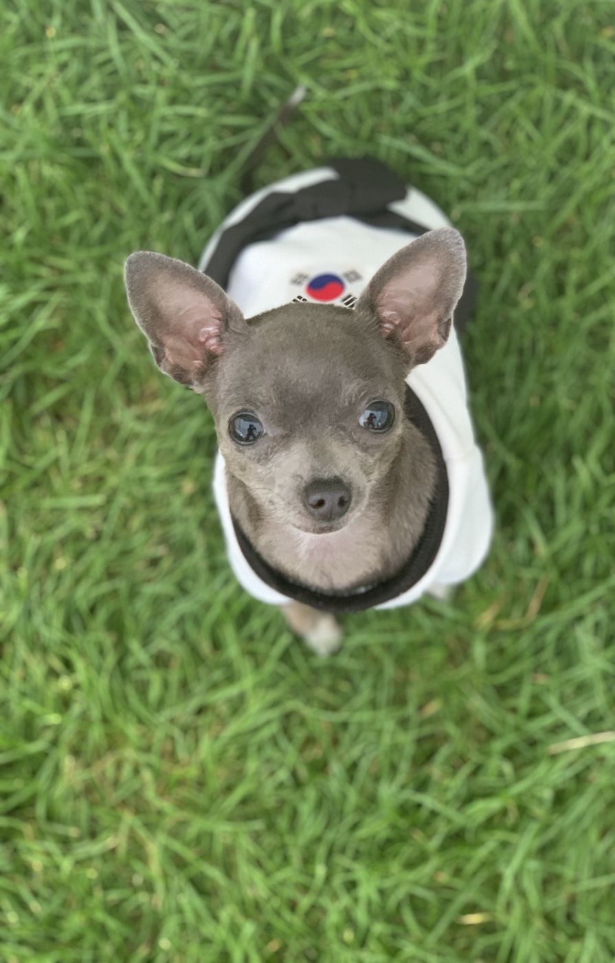 Lil Suka the Chihuahua