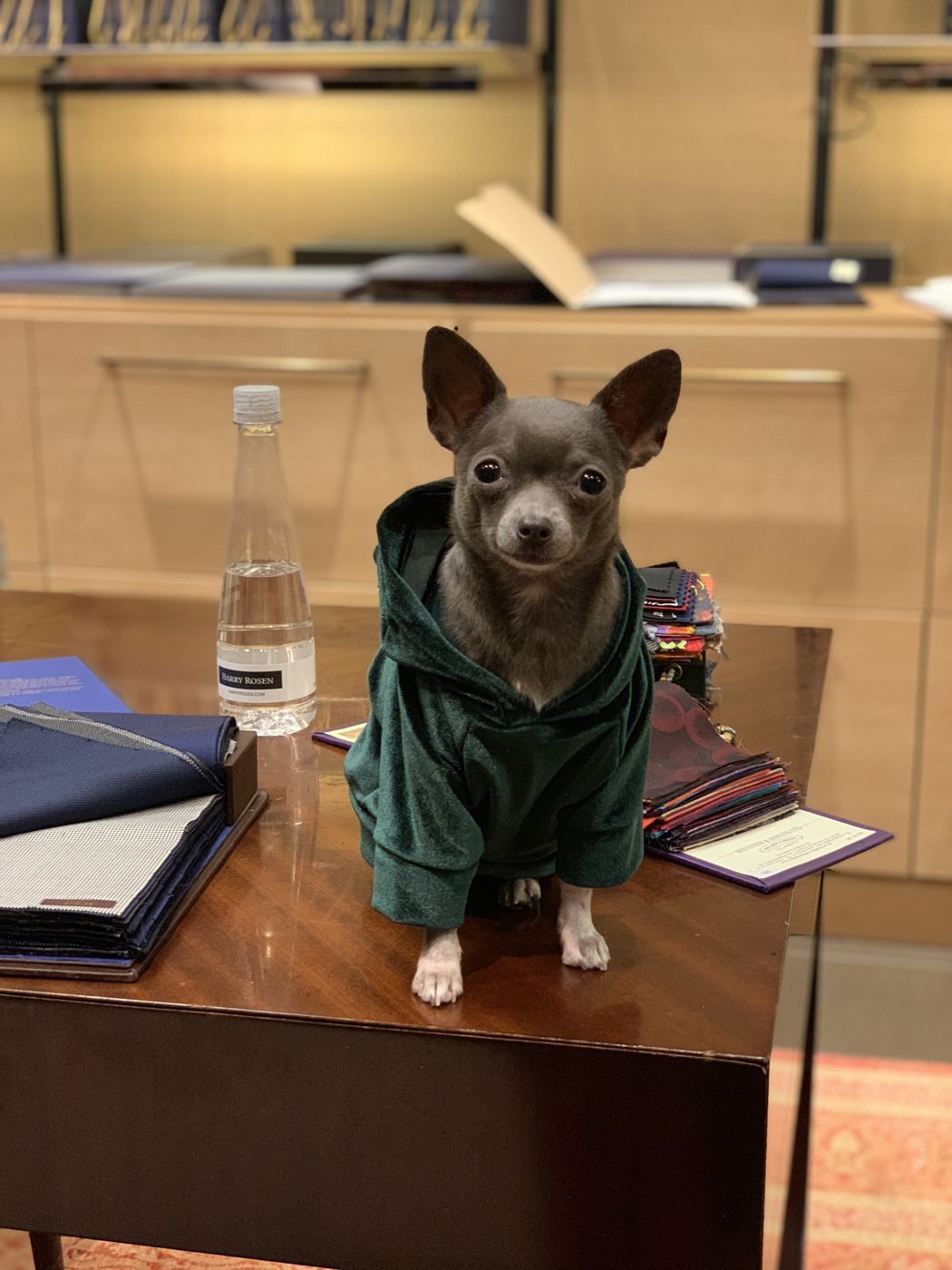 Lil Suka the Chihuahua