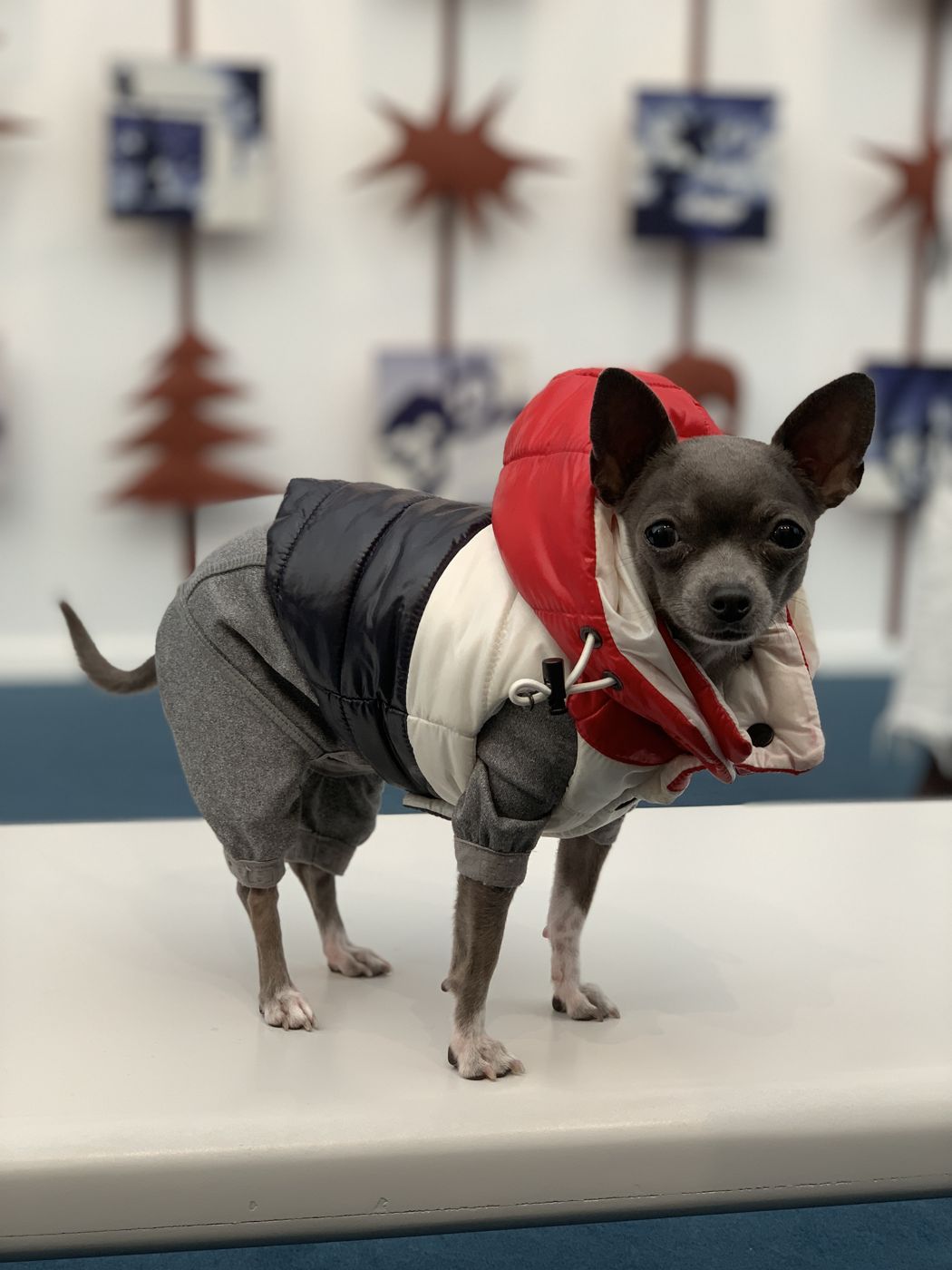 Lil Suka the Chihuahua