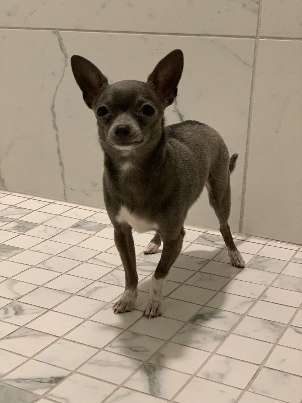 Lil Suka the Chihuahua