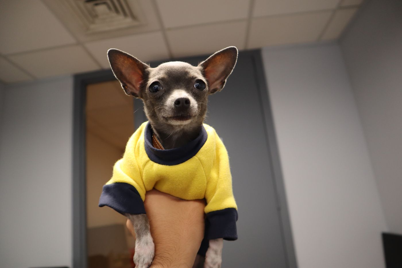 Lil Suka the Chihuahua